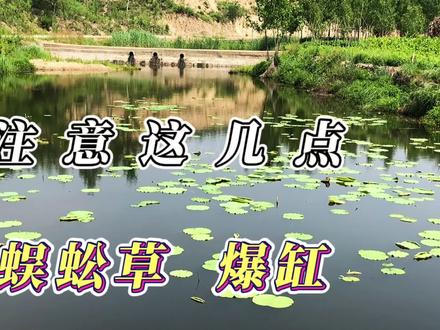 皮实耐活的蜈蚣草,为什么你总养不好 #水草 #水族 #养鱼 #观赏鱼 #鱼