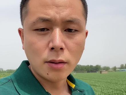 安阳滑县很多小麦育种基地都在这里,适合种植小麦玉米大豆。#新农人计划2012 #来抖音学农技 #大田农业 #土地托管#农业