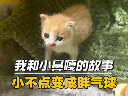普通女孩与流浪猫小鼻嘎的故事,现在我有 100 只毛孩子啦#关注流浪动物 #流浪猫#救助#宠物知识 #萌宠日常