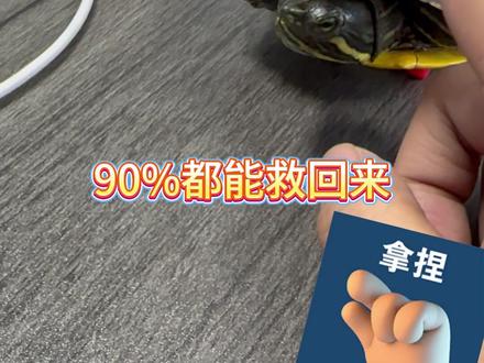 乌龟腐皮治疗小秘籍#龟龟教 #龟龟🐢 #龟龟腐皮