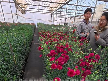 选完这关,很快这朵花就能面市 一个优秀的品种,入选国内试种→国内试种再次评估,如果表现依旧优秀,那你很快就能买到这个品种啦~~!
#vlog日常 #花卉育种 #康乃馨 #鲜花 #小众