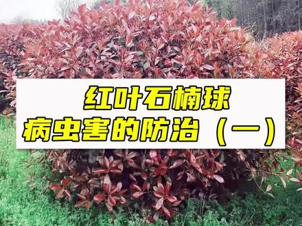 本期知识点:红叶石楠病虫害的防治(一) #园林绿化 #知识分享 #苗木基地 #园林养护