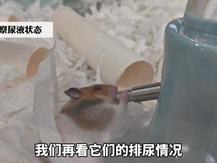 仓鼠体重变轻要警惕!5步自查,潜在疾病早发现 #仓鼠 #金丝熊 #侏儒仓鼠 #新手养鼠 #养鼠攻略
仓鼠体重突然有变化,要如何去排查,可能存在的潜在问题和疾病呢?有时候尽早处理或者就医,能救回小鼠的概率更大一些,所以我想把我的经验分享给你们。