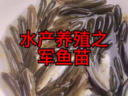 军鱼苗。学名光倒刺鲃,也叫军鱼,青棍,光鱼,黄娟鱼。军鱼苗是杂食性鱼,喜欢吃五谷杂粮,植物碎屑。池塘养殖投喂饲料。#军鱼 #军鱼苗 #原生鱼#钓鱼#养鱼