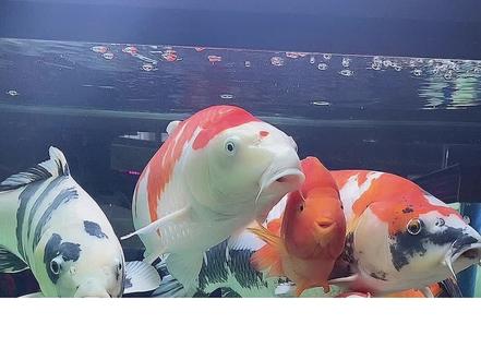 希望可以帮到你!#养鱼日记 #观赏鱼 #水霉病 #水族 #养鱼人