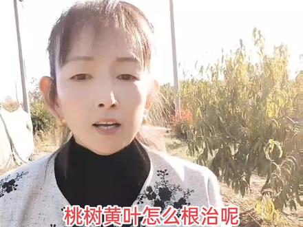 桃树黄叶怎么根治它方案来了!#服务三农支持三农 #抖音助农 #土壤板结的改良方法 #崔姐农业一枝花