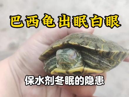 吸水树脂冬眠不推荐?!巴西龟出眠白眼,紧急进行干预 #养龟 #龟 #龟宠时代 #养龟人 #宠物龟 #乌龟 #养龟日常