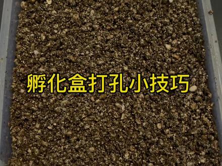 孵化盒的打孔位置