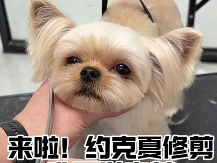 丝毛的小狗剪好其实挺难的.很容易变形#宠物店 #宠物美容师 #宠物美容培训 #约克夏造型 #宠物美容培训学校