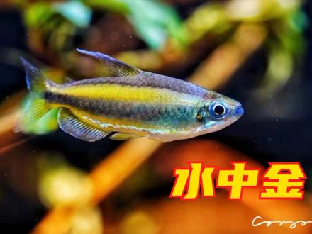 曾被称为土豪灯,水中黄金二线刚果