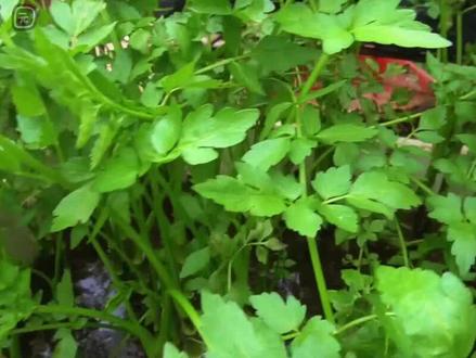 自己在家也可以种水芹菜,又壮、又嫩、产量高,方法简单易学 #种菜 #种菜小技巧 #芹菜 #有机蔬菜 #小菜园