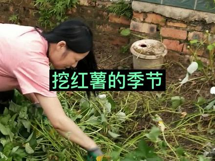 挖红薯的季节,你有这样的污渍不好洗,可找我#去污小妙招 #红薯