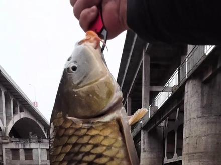 这个鱼情你们能早点起床来占点位不?#钓鱼 #盘车溪流钓