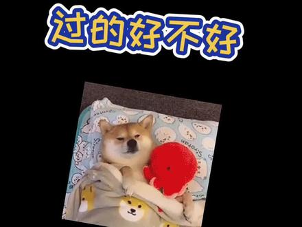 狗狗的睡姿代表在家有多幸福,蕞后一个狗狗幸福感爆棚~#狗狗 #狗睡觉 #抖音动物图鉴