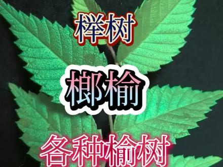 常见的榆科树种叶片的区别#榉树 #榔榆#榆树