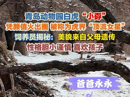 青岛动物园白虎“小孬”凭颜值火出圈,被称为虎界“顶流女星”。饲养员揭秘:美貌来自父母遗传,性格胆小谨慎,喜欢孩子。#白虎 #小孬 #顶流