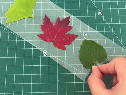 用透明胶带就可以制作树叶标本,真的太简单啦!#标本制作 #银杏叶手工作品 #捡树叶 #树叶标本