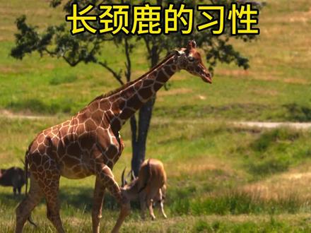长颈鹿的习性#每天跟我涨知识 #科普一下 #知识分享