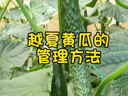 越夏黄瓜的管理方法#种植技术