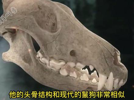 狼:我在美洲是一直都是顶掠,是把我当哈士奇了吗?#野生动物零距离 #猛兽 #狼 #鬣狗 #神奇动物在抖音