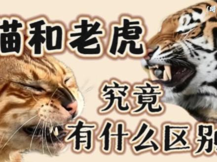 【明知故问第二期】你说这个猫和老虎,究竟有什么区别?#猫和老虎有什么区别 #科普 #动物