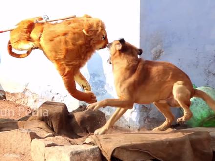 外国小哥用假狮子吓唬狗子,看到最后才知道为什么要这样做。#搞笑视频 #恶搞