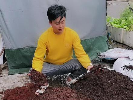 #金弹子盆景 #金弹子种植技术 #金弹子配土教程 这种土配好了不管生桩熟桩就可以种