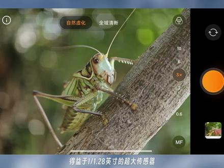 oppofindx9ultra长焦微距和望远·影像测试#oppofindx9ultra #长焦微距 #影像实测#OPPO哈苏相机