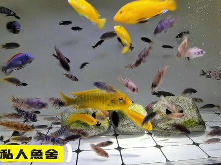 三湖慈鲷 大混养 各品种混养 岩栖类 坦湖类 马鲷类
#三湖慈鲷 #水族 #观赏鱼 #鱼缸里的大自然 #养鱼人 #岩栖类 #养鱼日记 #鱼缸 #空气缸 #原创视频 #原生造景 #水族馆 #热带观赏鱼 #水族爱好者 #玻璃缸中的大自然 #马鲷慈鲷 #坦湖慈鲷