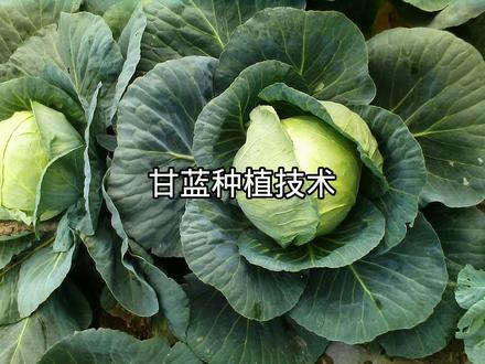 甘蓝种植技术