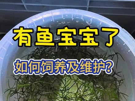 发现鱼宝宝了要如何饲养及维护?#鱼宝宝 #孔雀鱼饲养方法 #孔雀鱼宝宝 #细菌屋 #孔雀鱼苗