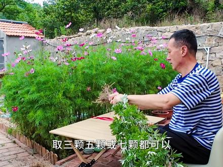 端午挂艾草讲究多,端午习俗三大讲究 深山老兵分享端午挂艾草全套讲究:采艾要趁早、艾草必须带根;只挂 3/5/7 棵单数,忌双束;优先挂大门左侧青龙吉位。纯阳艾草镇阴邪、驱蚊虫,守好自家小院,在此祝福各位老友阖家平安,岁岁无灾。#端午习俗 #端午节 #端午挂艾草 #传统民俗 #老兵山居生活