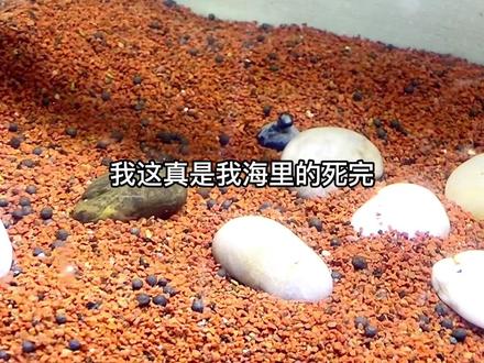 食人鱼吃食人鱼,你们想看的期待的来了,我哭了,但是这和我没啥关系