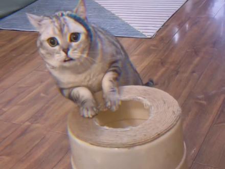 奸计得逞,这个鸵鸟可能喝多了奶茶#萌宠出道计划 #猫咪的迷惑行为 #萌宠高阶技能挑战