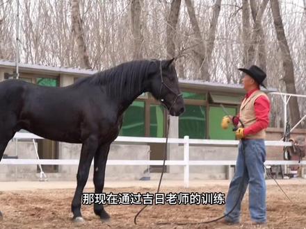调训生马(1) 如何教生马打圈!