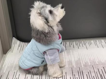 豆包看狗真有点东西 #豆包监督 #俘获 #让Ai看着宠物别吃零食 #萌宠日常记录 #俘获夹心牛皮卷