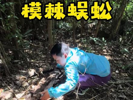 在亚龙湾热带天堂森林公园发现模棘蜈蚣