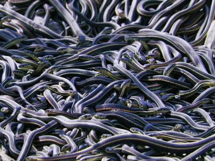 第12集:一条公蛇伪装成母蛇,成功骗到了同伴的热量#纪录片 #动物 #自然 #蛇 #神奇动物在抖音