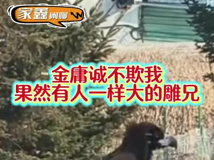 吉林珲春这回真火了,让神雕侠侣照进现实!#吉林文旅#秃鹫#座山雕 #吉林珲春#家鑫闲聊