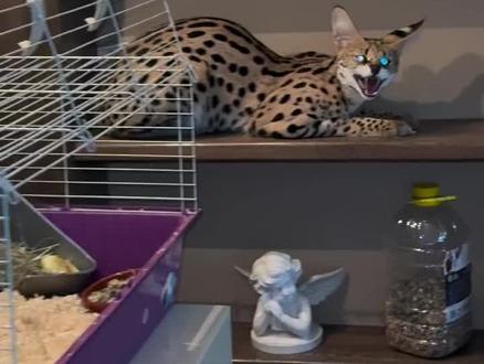 狞猫哈气你们都听过,来听一下薮猫哈气~#薮猫