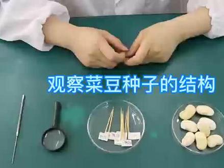 赣州市中考生物实验操作视频《观察菜豆种子的结构》#赣州市中考生 #实验操作视频
