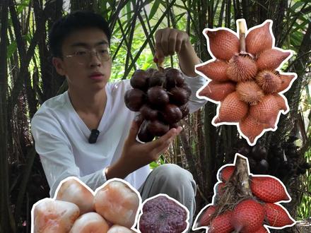 外表布满鳞片的蛇皮果 长序蛇皮果、印尼蛇皮果、长尾蛇皮果、泽刺椰。#植物科普#蛇皮果#印尼蛇皮果#世界之最科学漫游指南#知识前沿派对