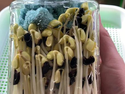 罐头瓶生黑豆芽方法,豆子一小把泡10个小时,然后把泡好的豆豆装在瓶子里,压上湿毛巾,每天冲水两次,冲完摁住毛巾不让豆子掉出去,把水控干净,放在避光处#种菜 #种菜小技巧 #水培蔬菜
