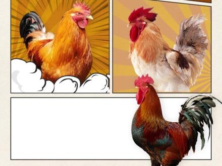 不会做海报?教你把一张图变成四套方案! #海报 #版式设计 #设计 #平面设计 #设计教程 甲方只给你一张图?
别慌!今天教你 4 种超简单的海报构图,
真的谁学谁能用👇
① 上下构图:最省心也最稳妥
把甲方给的图直接放大,
让它铺满整个画布,
底部空出一点空间写标题,
一张清爽有层次的海报就搞定了。
真的简单,但永远好用。
② 趣味不规则构图:把素材玩起来
嫌太普通?
那就在画布里画几个 不规则形状,
把公鸡放进去,
再加一些小装饰、点元素,
瞬间变成一张 更活泼更有设计感 的海报。
③ 对角线构图:卖点突出,视觉更有冲击
想把重点做出来?
把公鸡放在画面中央,
文字沿着对角方向排,
整张海报立马有“方向感”,
卖点也自动被强调出来。
④ 公鸡放大法:主角永远不会输
觉得图不够突出?
那就放大!
大到能当视觉中心那种,
剩下的空隙处自然排上文字,
又是一套全新构图。
简单但是特别有效。
看完是不是觉得突然开窍了?
点个赞吧,我是南城,我们下期见!🐓✨