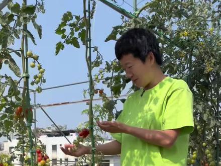 小番茄如果只推荐1个品种 我推荐甜开胃酒#盆栽番茄 #楼顶菜园 #记录我的种植生活 #番茄种子
