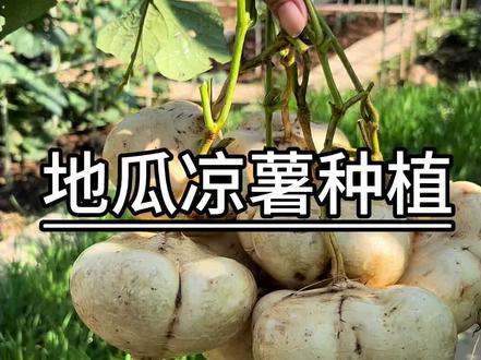 地瓜又叫凉薯,小时候的味道,可生吃可做菜,种植方法很简单#种植小技巧 #阳台小院均可种植