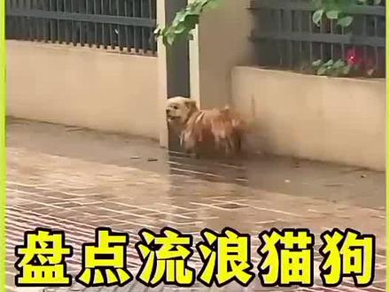 #萌宠出道计划 万物皆有灵性#被小狗治愈的一万个瞬间 #灵性动物