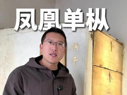 凤凰单枞制作全流程 凤凰单丛制作全流程,老张这次来到凤凰单丛原产地,不太凑巧,没赶上制茶。所以在博物馆给茶友们演示一下,单丛的制作流程。单丛的走水决定了茶汤的水路,摇青决定了茶叶的香气,焙火则是决定了茶汤的醇厚度。如果是你,你会更喜欢汤感好的还是茶汤香的呢?#凤凰单丛制作工艺 #凤凰单枞茶 #茶知识 #茶文化 #单枞茶