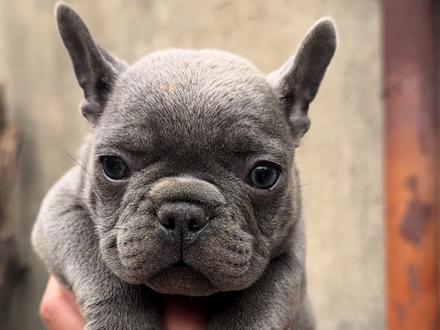 收一窝蓝色法牛#法牛