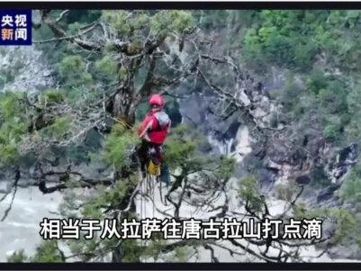 101.2米!中国巨树再破纪录 为何世界最高树会止步120米?